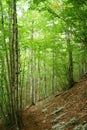 Pollino national park Royalty Free Stock Photo