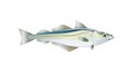 Pollock fish drawn illustrations of Atlantic or Alaska. Vector Royalty Free Stock Photo