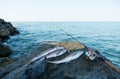 Pollock fish with fishing rod on background sea