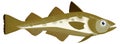 pollock fish vector illustration transparent background