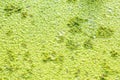 Polluted pond with algal scum.