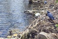 Polluted pond. Debris, polyurethane foam in water, birds doves