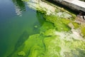 a polluted pond with greenish water and blooms of algae