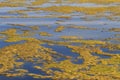 Polluted river algae Royalty Free Stock Photo