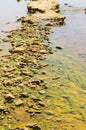 Polluted river detail Royalty Free Stock Photo