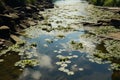 Polluted river near sewage discharge, overgrown water, environmental issue Royalty Free Stock Photo