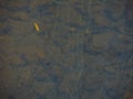 Polluted in shallow water surface. Royalty Free Stock Photo