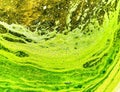 Polluted water with algae. Green and yellow colors Royalty Free Stock Photo