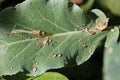 Polluted Water droplets from acid rain collected over the big green leaf of the forest tree leaves Royalty Free Stock Photo