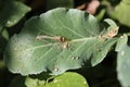 Polluted Water droplets and dews collected over the big green leaf of the forest tree and agriculture crop Royalty Free Stock Photo