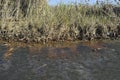 Polluted water with garbage, chemicals, and oil
