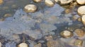 Polluted water with oily surface Royalty Free Stock Photo