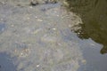 polluted water in river or lake with algae Royalty Free Stock Photo