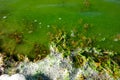 Water contaminated with dead green algae and white foam around