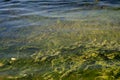 Polluted water at a sea coast