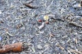 Pollution on the beach after plankton blooming phenomena