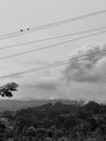 Pollution birds wires bnw Royalty Free Stock Photo