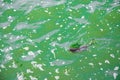 Pollution ecology disaster concept nature wild life photography of swimming coypu in dirty water wavy Royalty Free Stock Photo