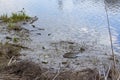 Pollution of the environment, debris and dirt in the pond, lake. Problems of ecology and environmental protection Royalty Free Stock Photo