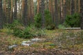 Pollution environment. Plastic garbage in forest. Used disposable plastic bottles, containers and glass bottles in forest clearing Royalty Free Stock Photo