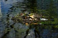 pollution of inland waters with plastic waste, coot bird in the nest made of plastics and packaging waste. Environmental Royalty Free Stock Photo