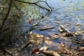 Pollution of a lake Royalty Free Stock Photo