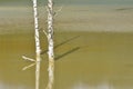 Pollution of a lake with contaminated water from a gold mine. Royalty Free Stock Photo