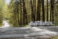 Garbage bags was dropped in the woods near the road