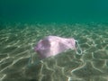 Pollution of the ocean with corona virus residues. A medical mask floats on the surface of the sea from the remnants of Covid 19. Royalty Free Stock Photo