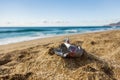 Pollution of the planet with human waste. An empty tin can thrown away by the sea on the beach. Garbage pollution Royalty Free Stock Photo