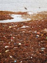 Pollution & Trash along the Shore