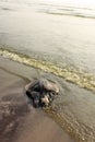 Pollution Victimized Turtle