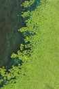 Environmental issues. Pollution of the water surface of the river, a large flow of blooming water, green plankton and algae