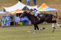 Polo Ball Player Pony Focus Action Royalty Free Stock Photo