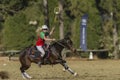 Polo-Cross Horse Player Action