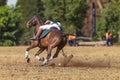 Polo-Cross Rider Horse Game Action Royalty Free Stock Photo
