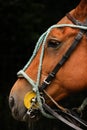 Polo equipment. Horse head with bridles Royalty Free Stock Photo