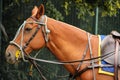 Polo equipment. Horse head with bridles Royalty Free Stock Photo