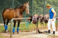 Polo equipment. Man saddling a polo horse. Royalty Free Stock Photo