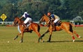 Polo Game of Kolkata-India Royalty Free Stock Photo