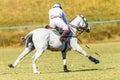 Polo Player Gray Horse Field Game Action Royalty Free Stock Photo