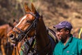 Polo Grounds Groom Horse Shongweni Hillcrest