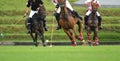 Polo horse player hitting a ball.