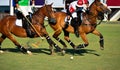 Polo horse players battle in game.