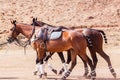 Polo Horse Ponies Saddles Royalty Free Stock Photo