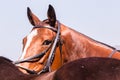 Polo Horse Pony Portrait Royalty Free Stock Photo