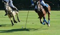 Polo, horse, sport, game, player, playing, ponies, match, mallet Royalty Free Stock Photo