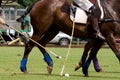 Close up of Polo Players Royalty Free Stock Photo