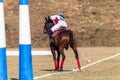 Polo Player Horse Ball Field