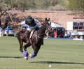 Polo Player and Polo Pony Horse